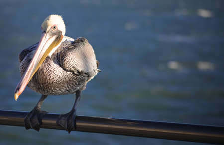A close up of a pelican holding onto a metal railing on a cold windy day.の写真素材
