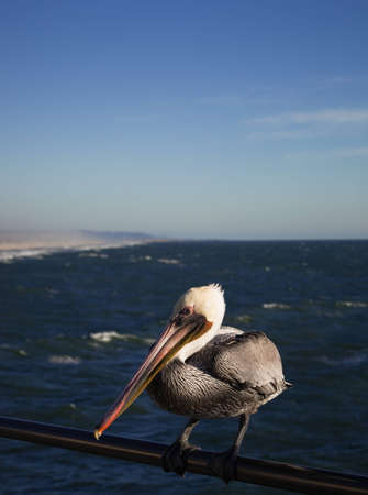 A close up of a pelican holding onto a metal railing on a cold windy day.の写真素材