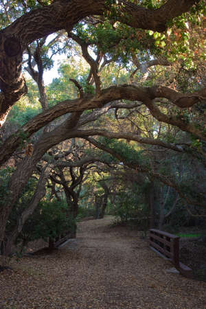 A shot of a bunch of trees twisting over a old wood bridge.の写真素材