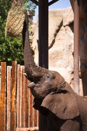 A close up of a elephant reaching up with his trunk to grab some hay.