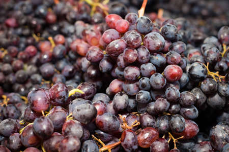 A close up a bunch of rows of grapes.