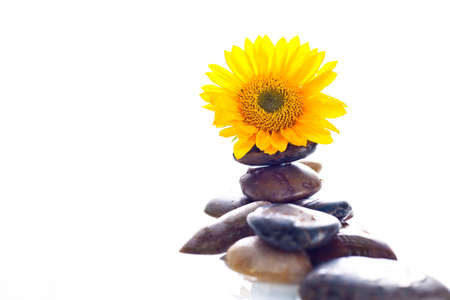 A close up of a yellow sunflower sitting on a group of rocks in water with a white background.の写真素材