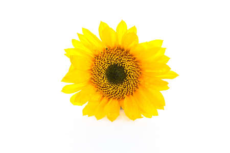 A close up of a wet yellow sunflower background.の写真素材