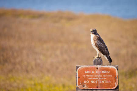 A close up of a hawk sitting on a wood sign.の写真素材