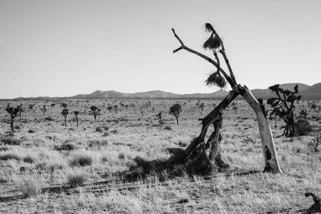 A black and white shot of looking into Joshua Tree National Parkの写真素材