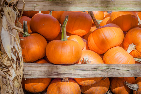 A close up of a bunch of pumpkinの写真素材