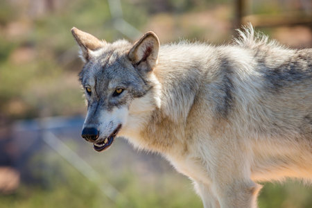 A close up shot of an gray wolf 
