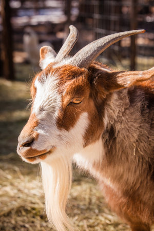 A close up shot of a goat.