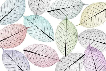 Skeleton leaf abstract の写真素材