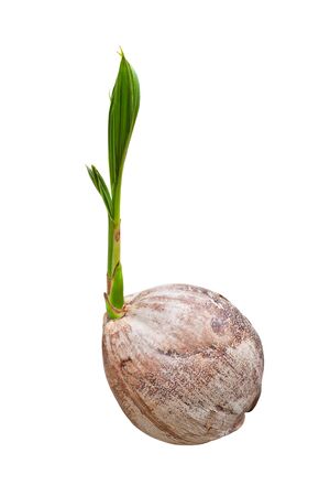 Sprout of coconut tree isolated の写真素材