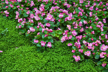 pink flower and green leaf background