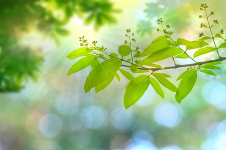 nature spring background 