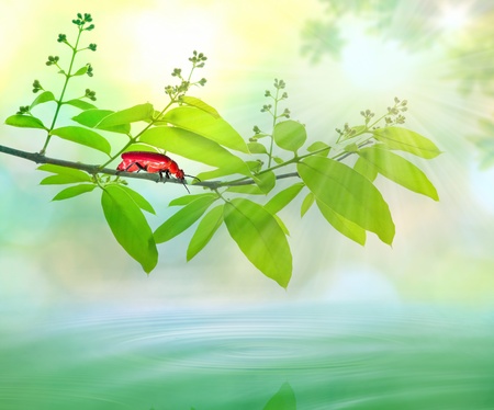 red insect and nature spring background 