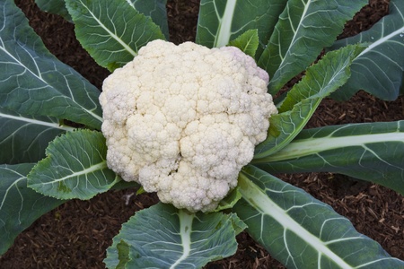 cauliflower cabbage の写真素材