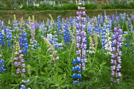Wild of Lupines 
