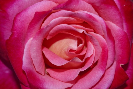 closeup of pink rose の写真素材