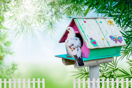 Wooden bird house and pigeonの写真素材