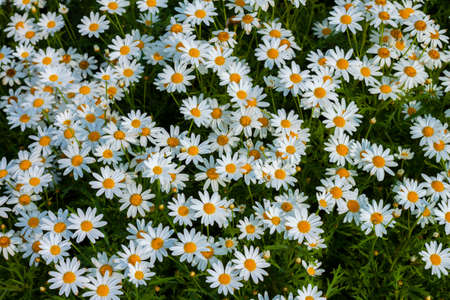 white daisies background