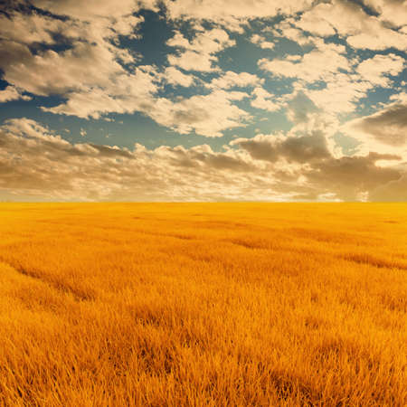 grass field under cloudy sky in sunsetの写真素材