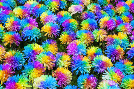 rainbow chrysanthemum flowerの写真素材