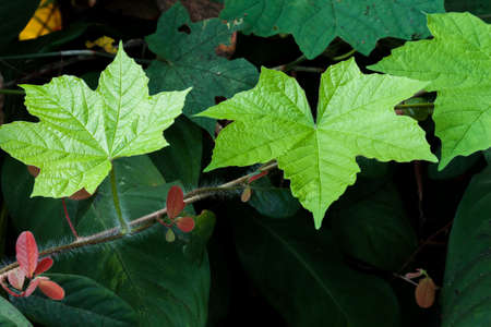 green creeper leaves
