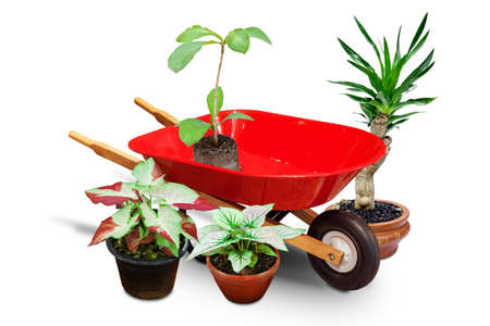 garden wheelbarrow cart and plantsの写真素材