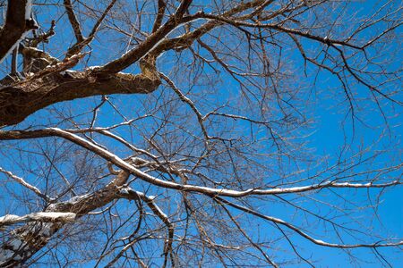 Blue sky and sunshine in winter season at Yuzawa, Niigata Prefecture, Japanの写真素材