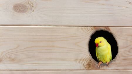 yellow parrot in a hole on wooden plankの写真素材
