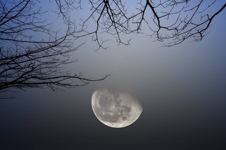 silhouette of dry tree branches at night and half moon on backgroundの写真素材