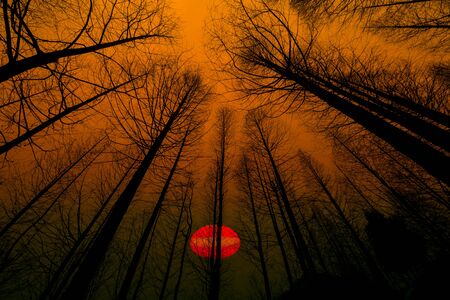 silhouette of dry tree on sunset backgroundの写真素材