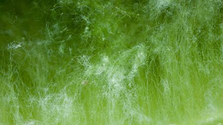 macro of thallophytic plant on a surface of water or green algaeの写真素材