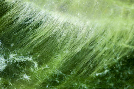 macro of thallophytic plant on a surface of water or green algaeの写真素材