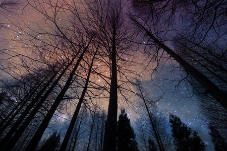 perspective of the dark outline of the dry forest and pine in the night with starry sky on backgroundの写真素材