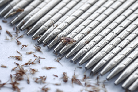 macro of lice and eggs removing by standless lice comb