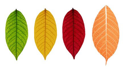 Skeleton leaves isolated on white background, vector illustration eps10のイラスト素材