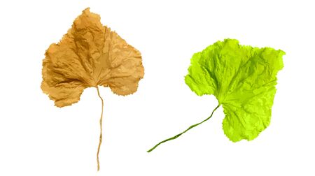 Heart shape leaves isolated on white background, vector illustration eps10のイラスト素材