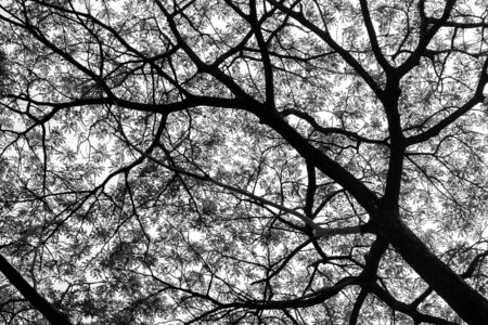 Silhouette of tree and branch background.の写真素材