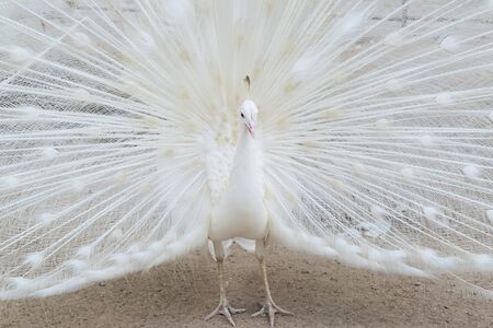 Portrait of beautiful white peacock spread his tail feathers.の写真素材