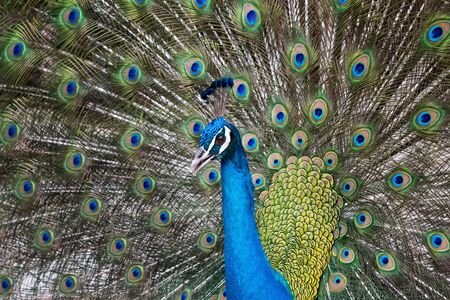 Portrait of beautiful Indian peacock spread his tail feathers.