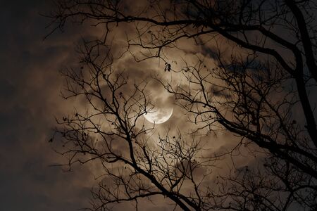 Silhouette of dry tree in the night with full moon in the darkness sky.の写真素材