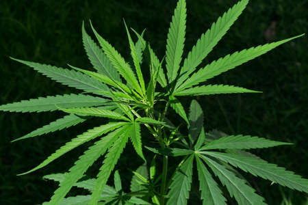 Fresh green cannabis leaves on tree or Marijuana plant.