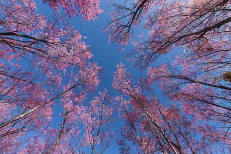 Wild Himalayan cherry blossom in Phu Lom Lo, or it is called cherry blossom of Thailand.の写真素材