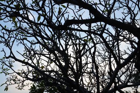 Shadow Treeの写真素材