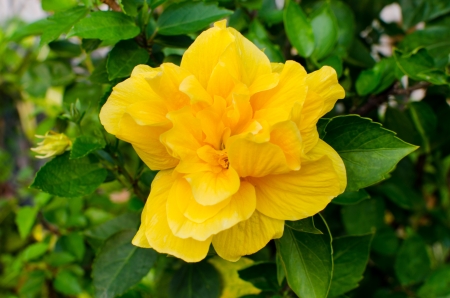 Fresh flowerの写真素材