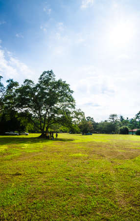 green grass with big tree