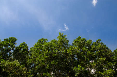 Tree with blueskyの写真素材
