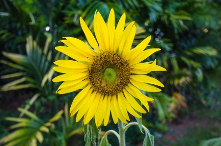 This is a yellow sun flower with bee の写真素材