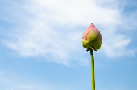 A Lotus with blue sky.の写真素材