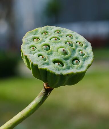 Young lotus in the garden.の写真素材