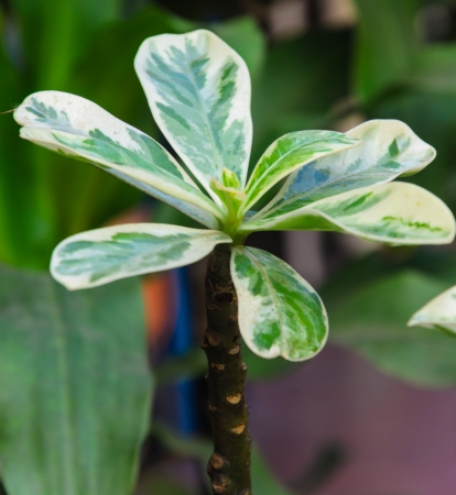 Green leaf , little tree , freshの写真素材